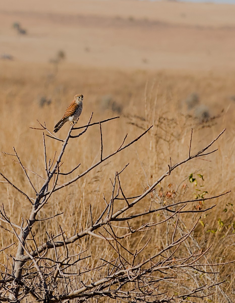 Malagasy Kestrel - ML632831690