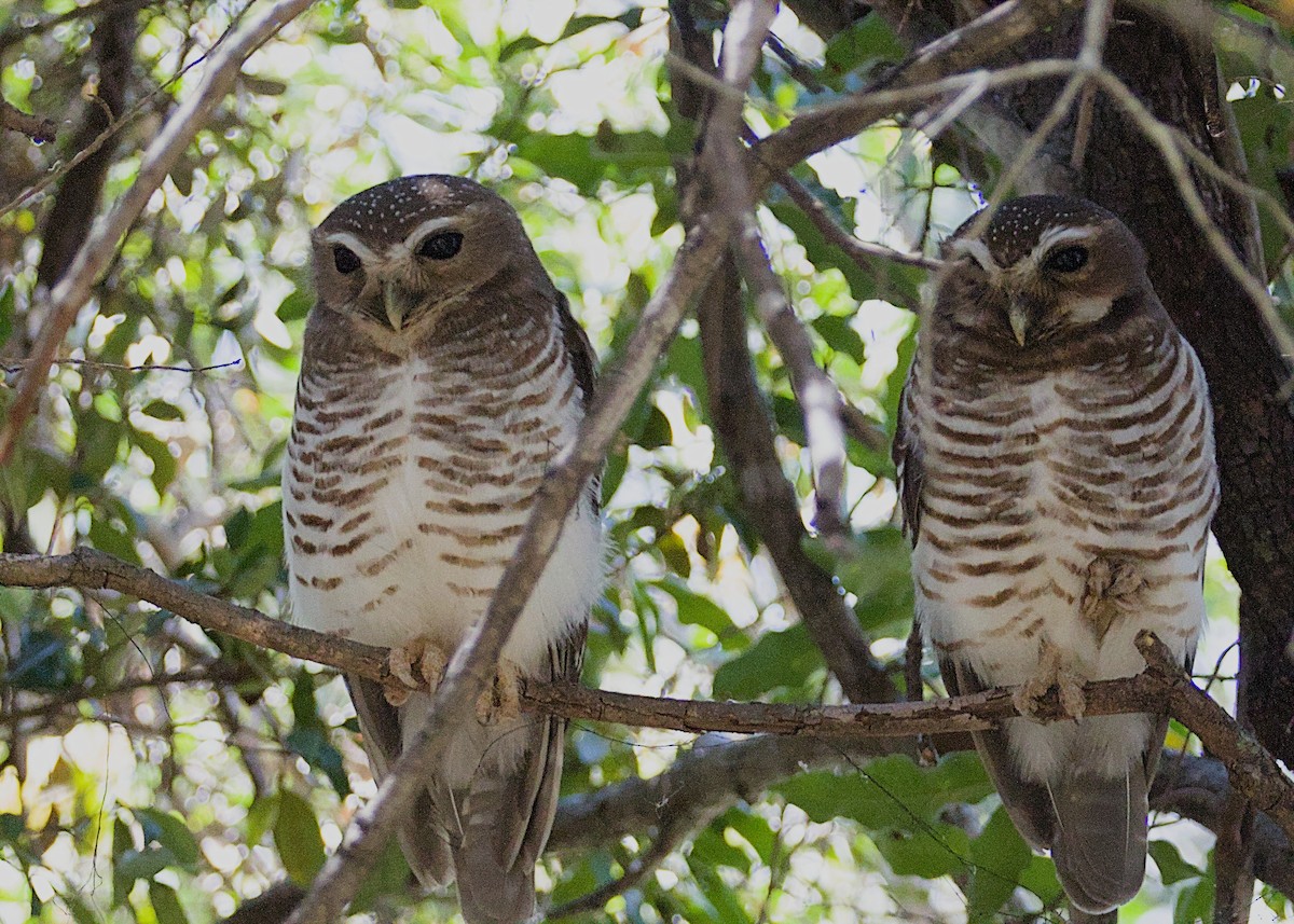 White-browed Owl - ML632831708