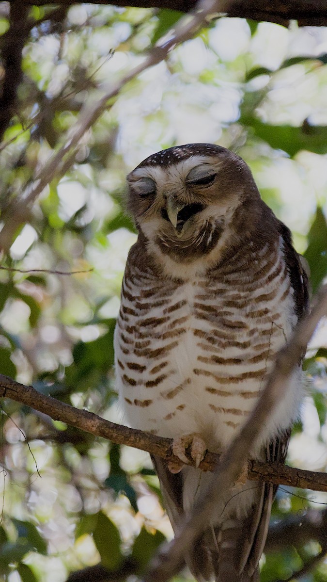 White-browed Owl - ML632831709