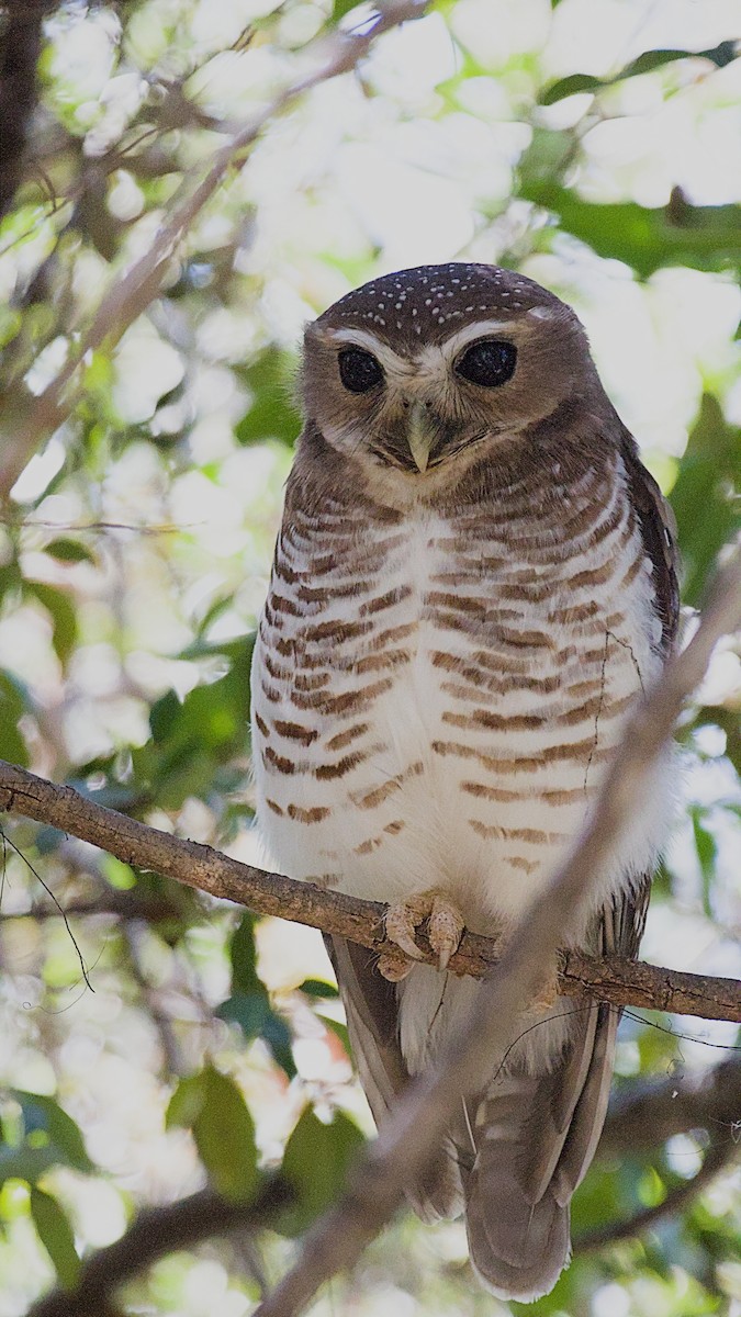 White-browed Owl - ML632831710