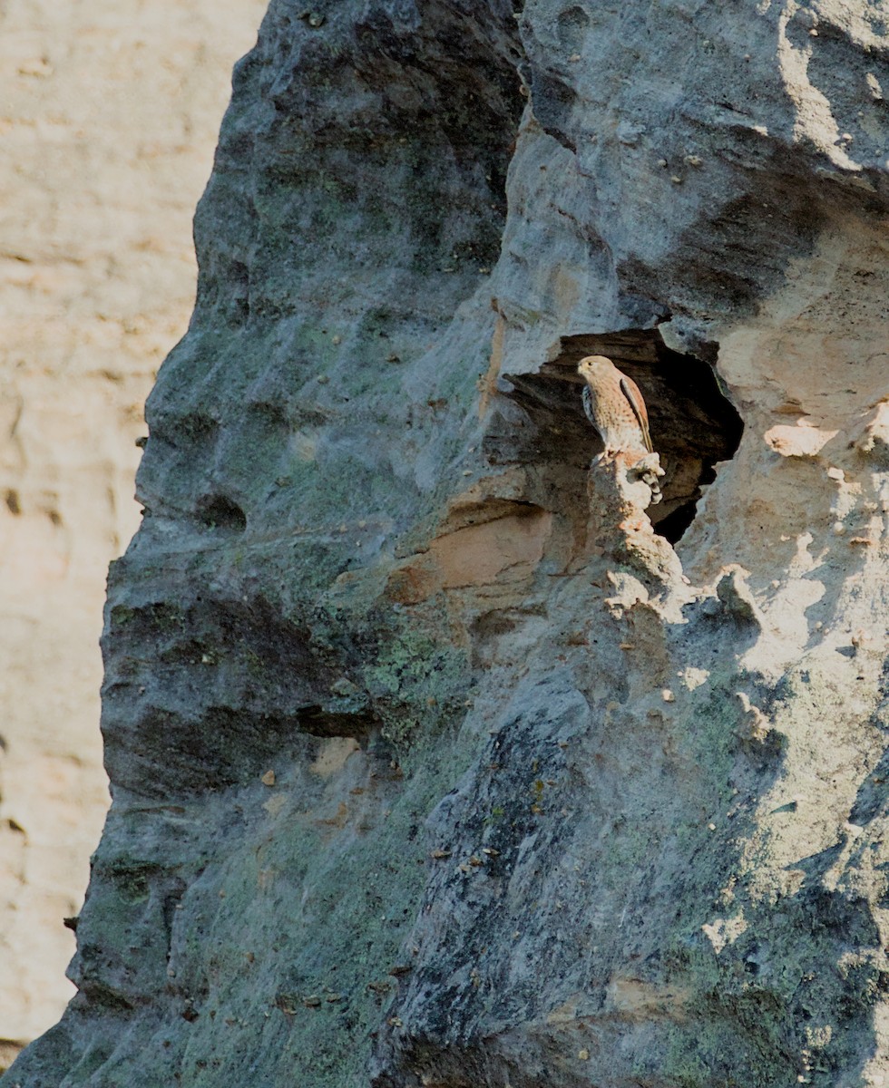 Malagasy Kestrel - ML632831720