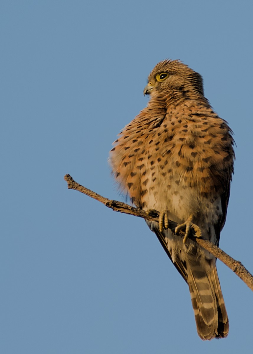 Malagasy Kestrel - ML632831736