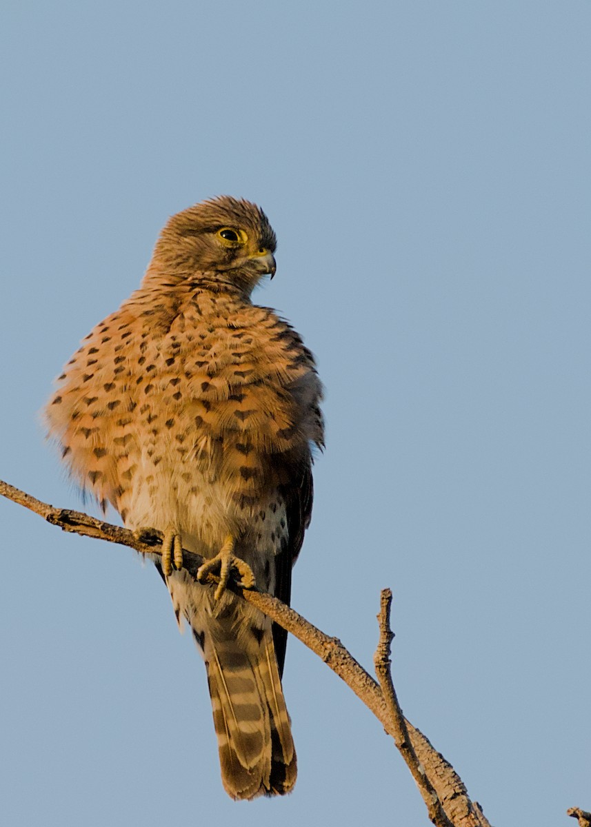 Malagasy Kestrel - ML632831737