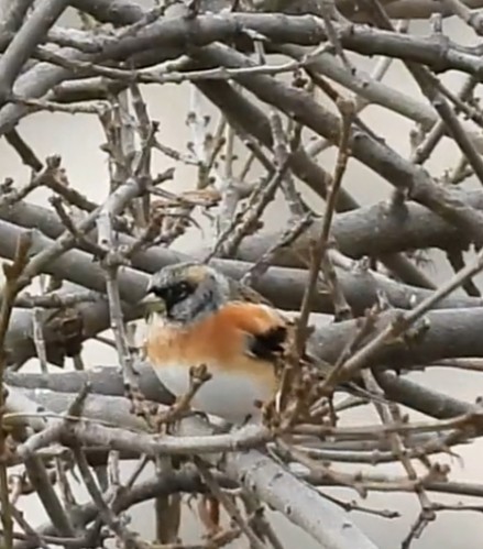 Brambling - ML632831758