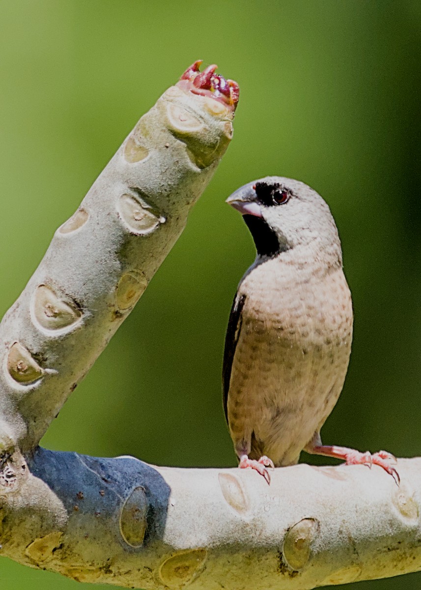 Madagascar Munia - ML632831766