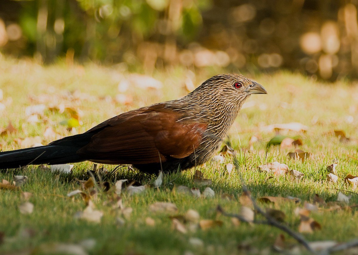 Malagasy Coucal - ML632831818
