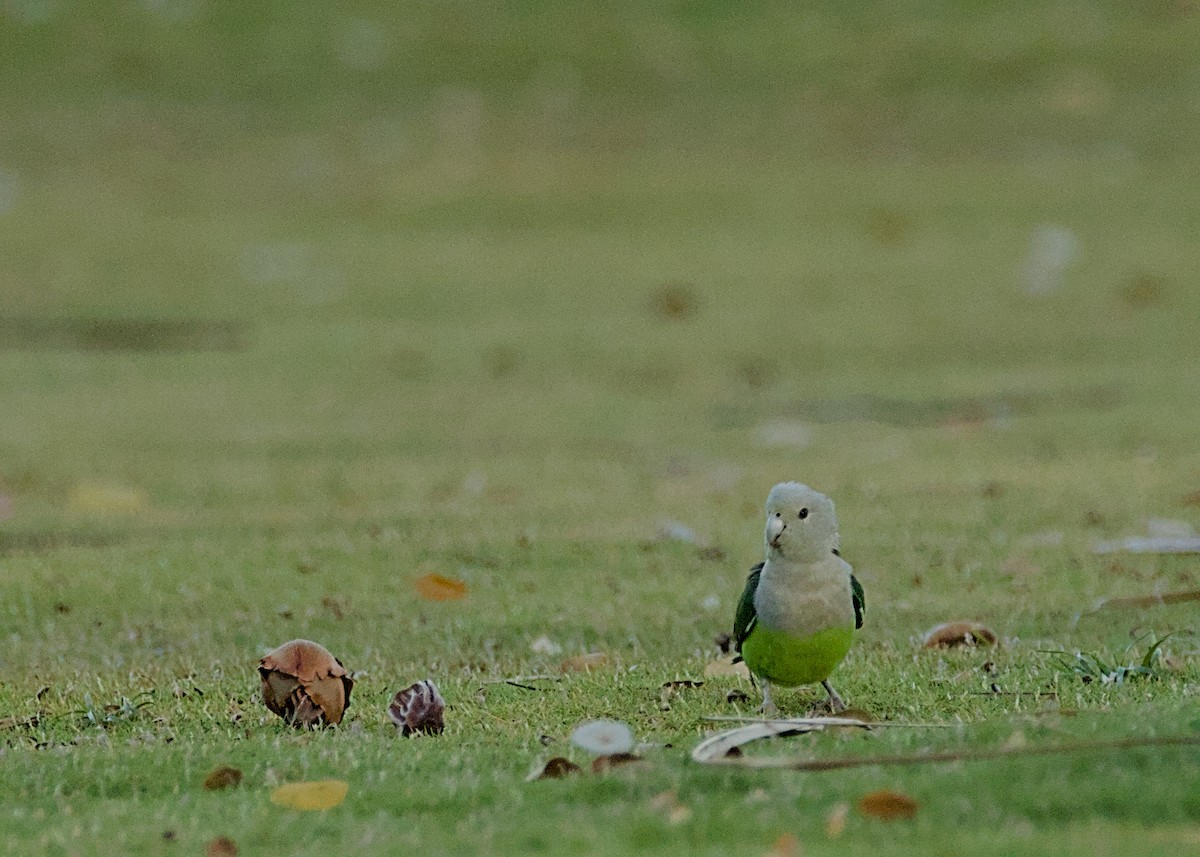 Gray-headed Lovebird - ML632831900