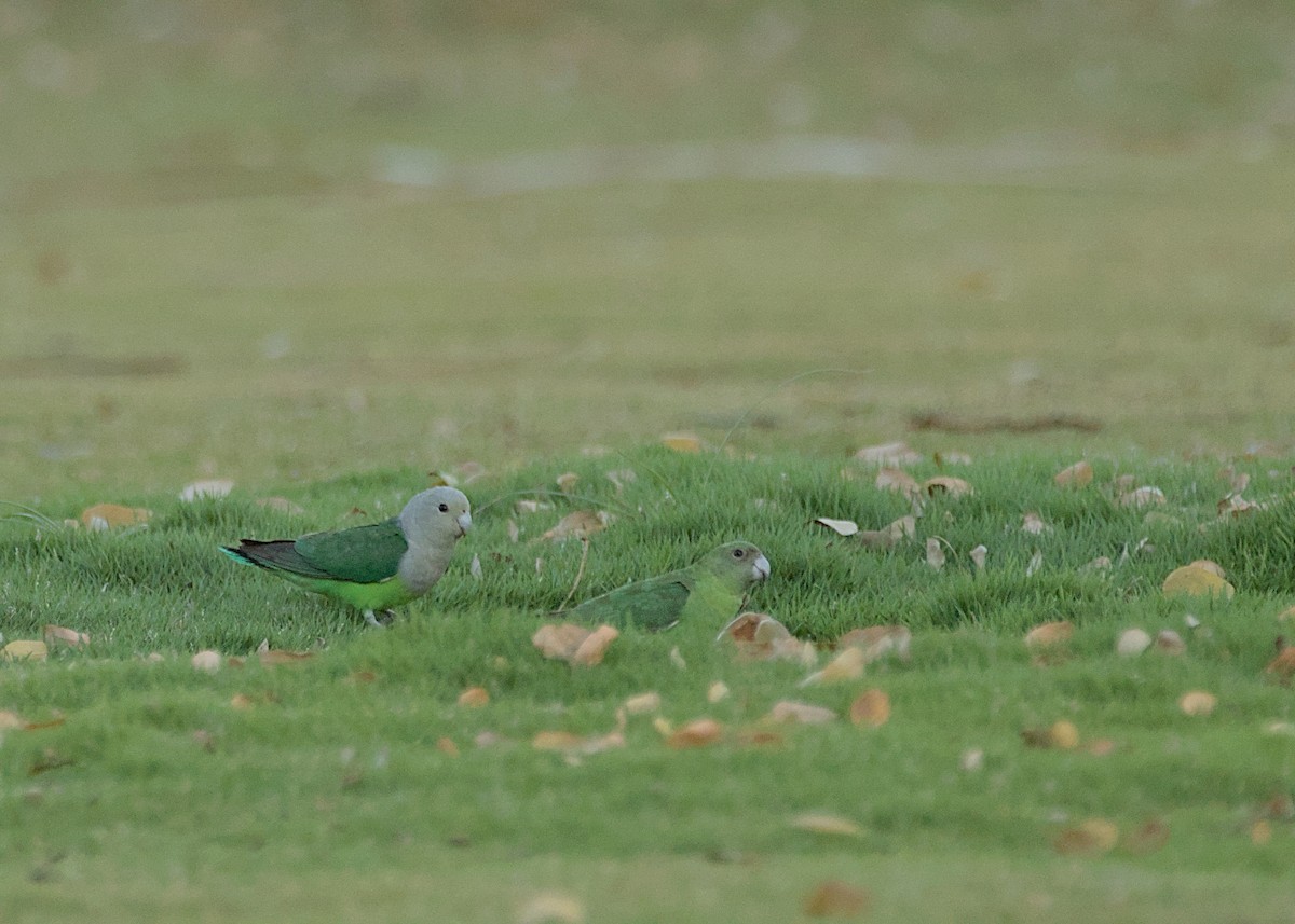 Gray-headed Lovebird - ML632831901