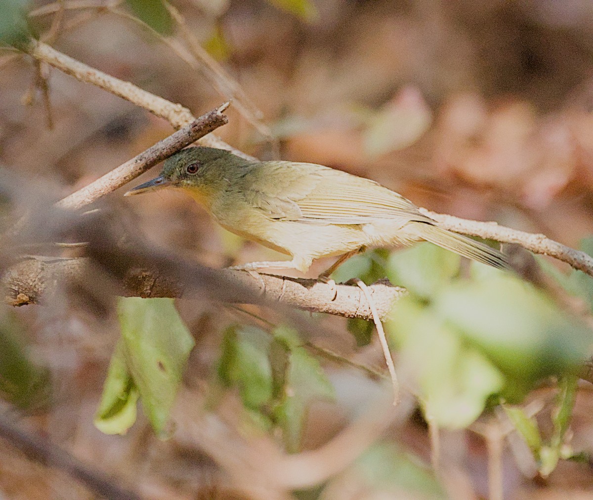 Long-billed Bernieria - ML632831938