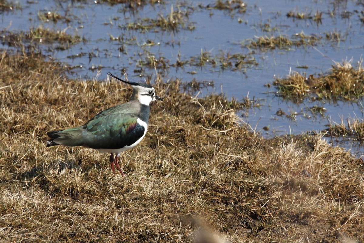 קיווית מצויצת - ML632832078