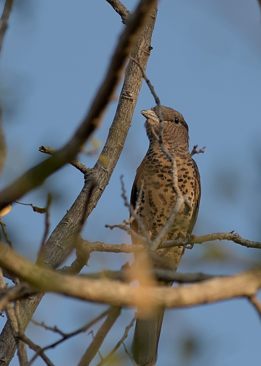 Cuckoo-roller - ML632832099