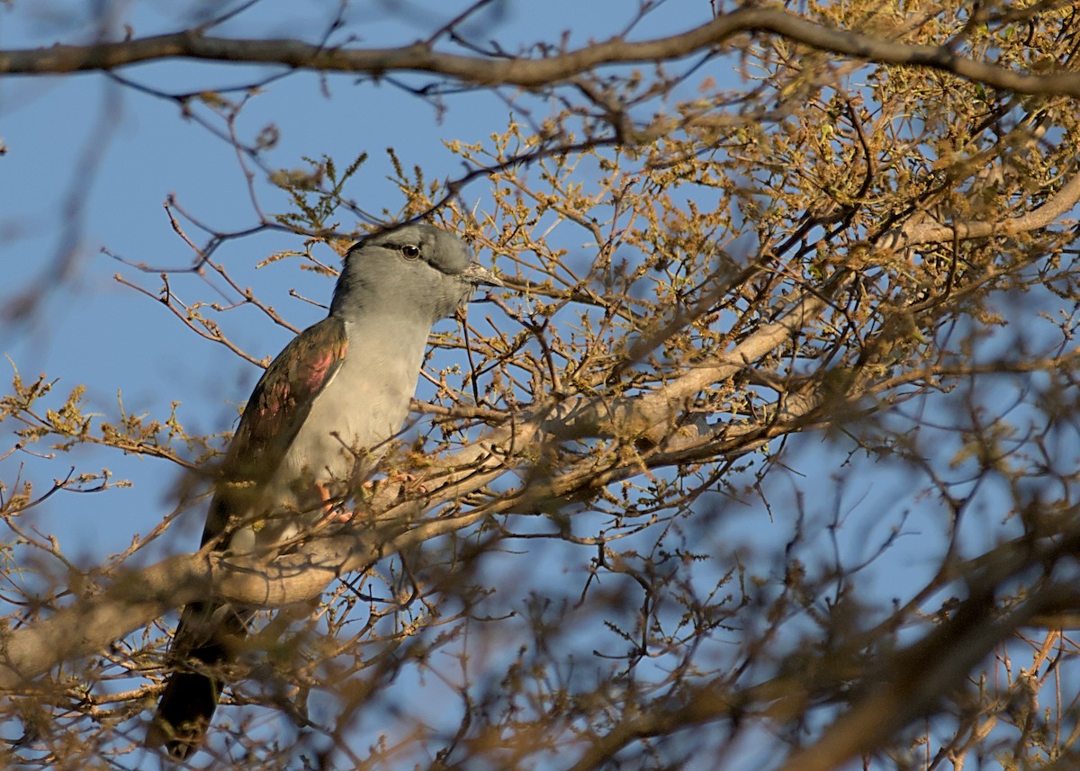 Cuckoo-roller - ML632832100