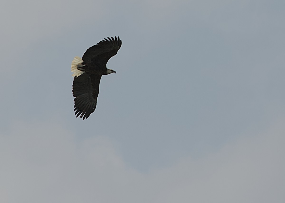 Madagascar Fish-Eagle - ML632832156