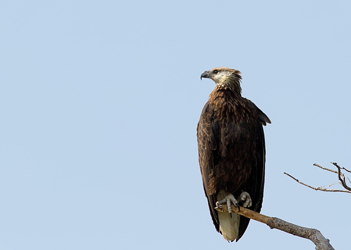 Madagascar Fish-Eagle - ML632832157