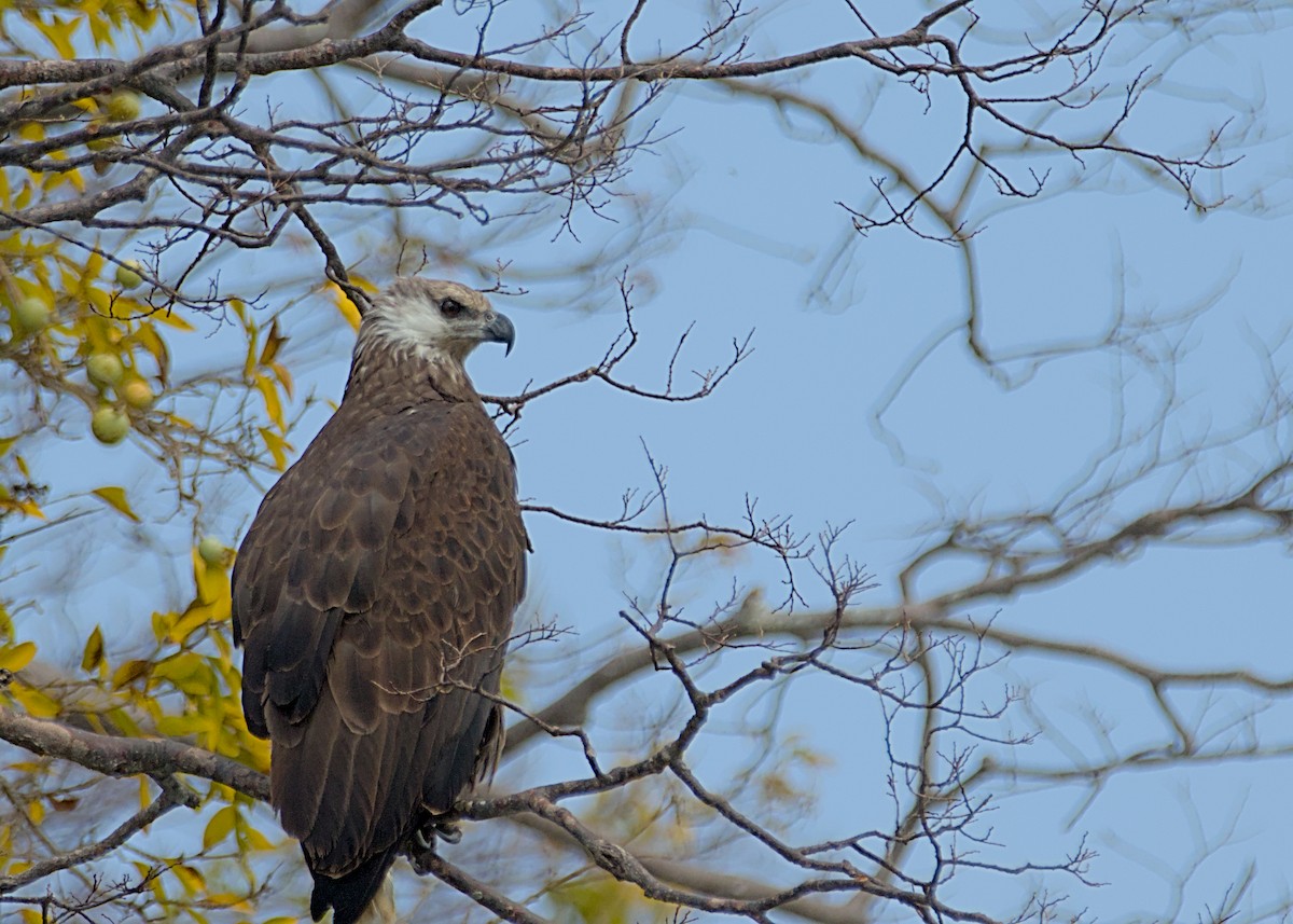 Madagascar Fish-Eagle - ML632832158