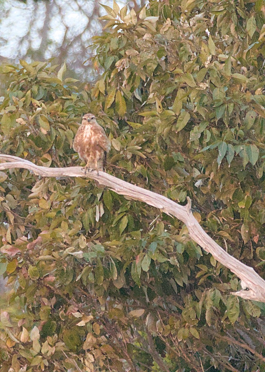 Madagascar Buzzard - ML632832241