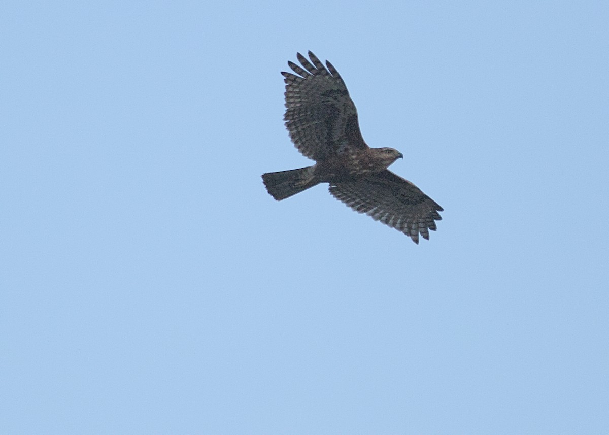 Madagascar Buzzard - ML632832245