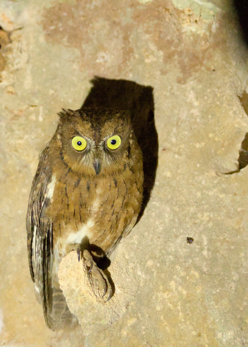 Madagascar Scops-Owl (Rainforest) - ML632832252