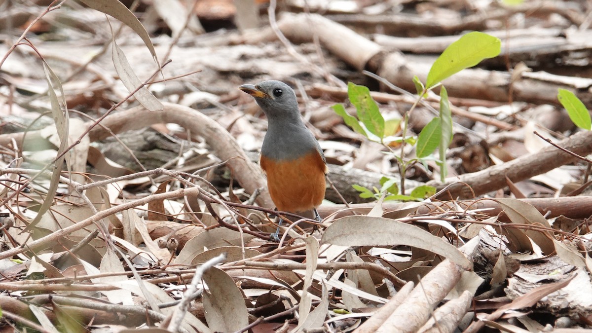 Black-faced Monarch - ML632832289
