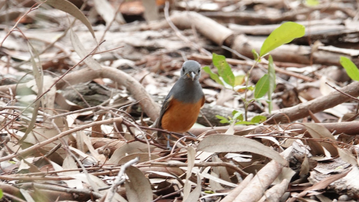 Black-faced Monarch - ML632832290