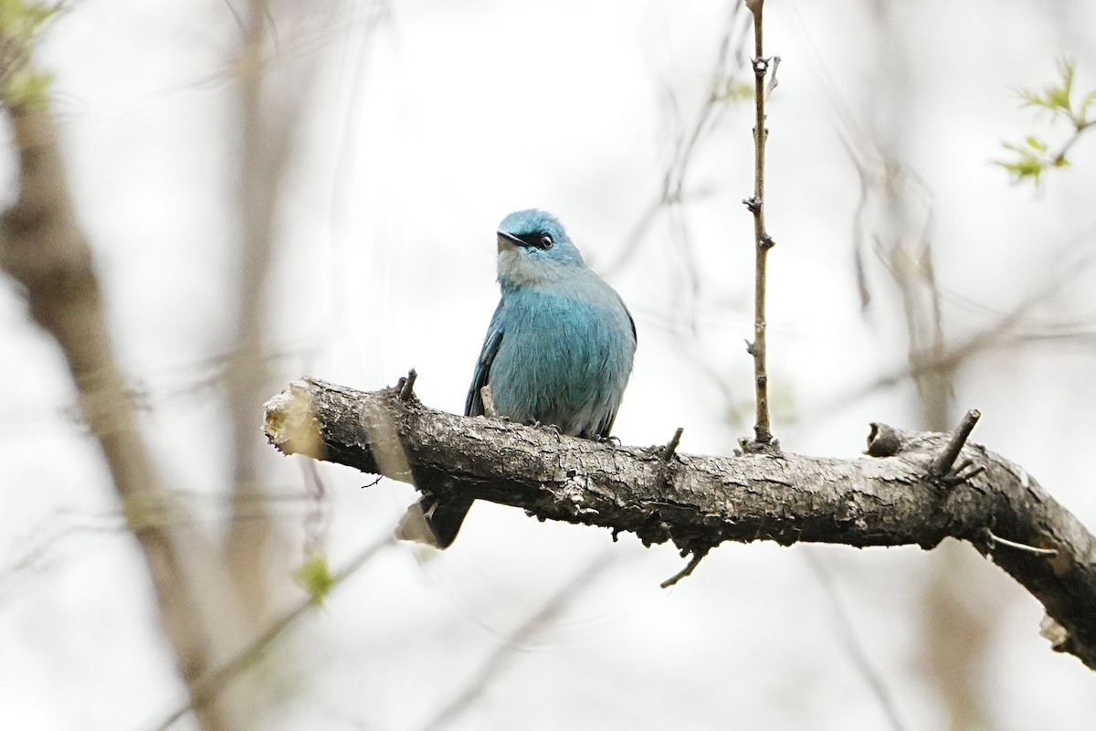 Verditer Flycatcher - ML632832508