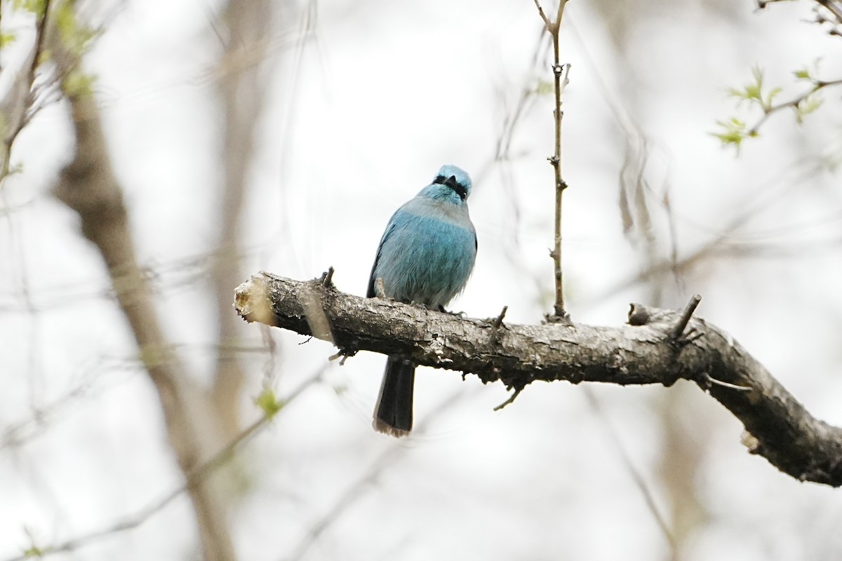 Verditer Flycatcher - ML632832509