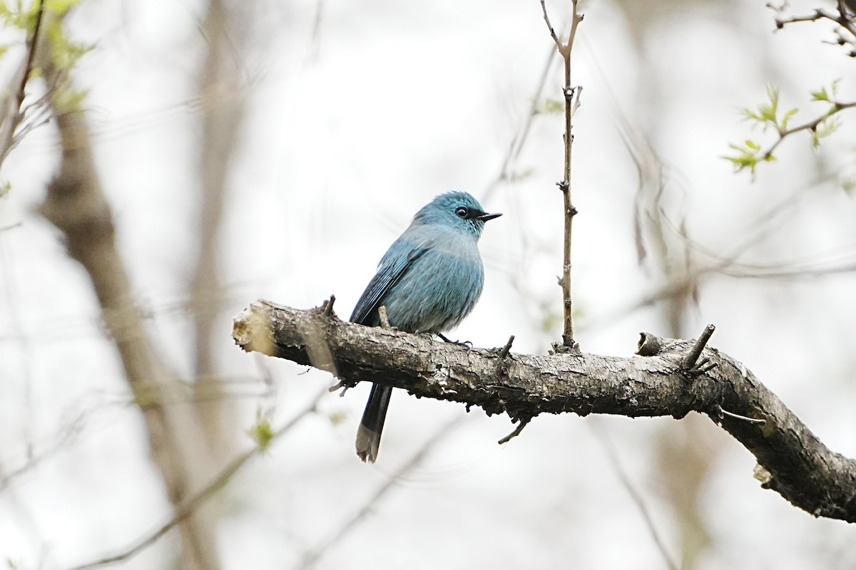 Verditer Flycatcher - ML632832510