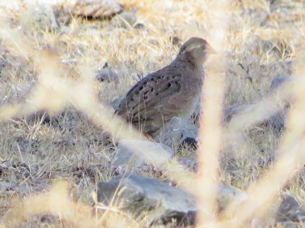 Perdicilla Argundá - ML632832651