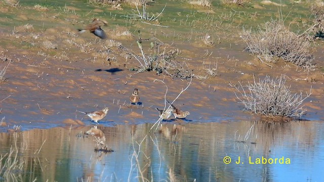 Eurasian Linnet - ML632832812