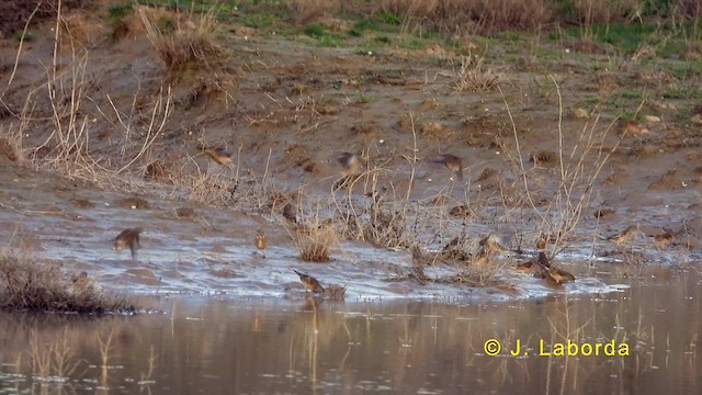 Eurasian Linnet - ML632832814