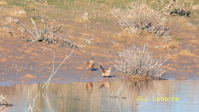 Eurasian Linnet - ML632832815