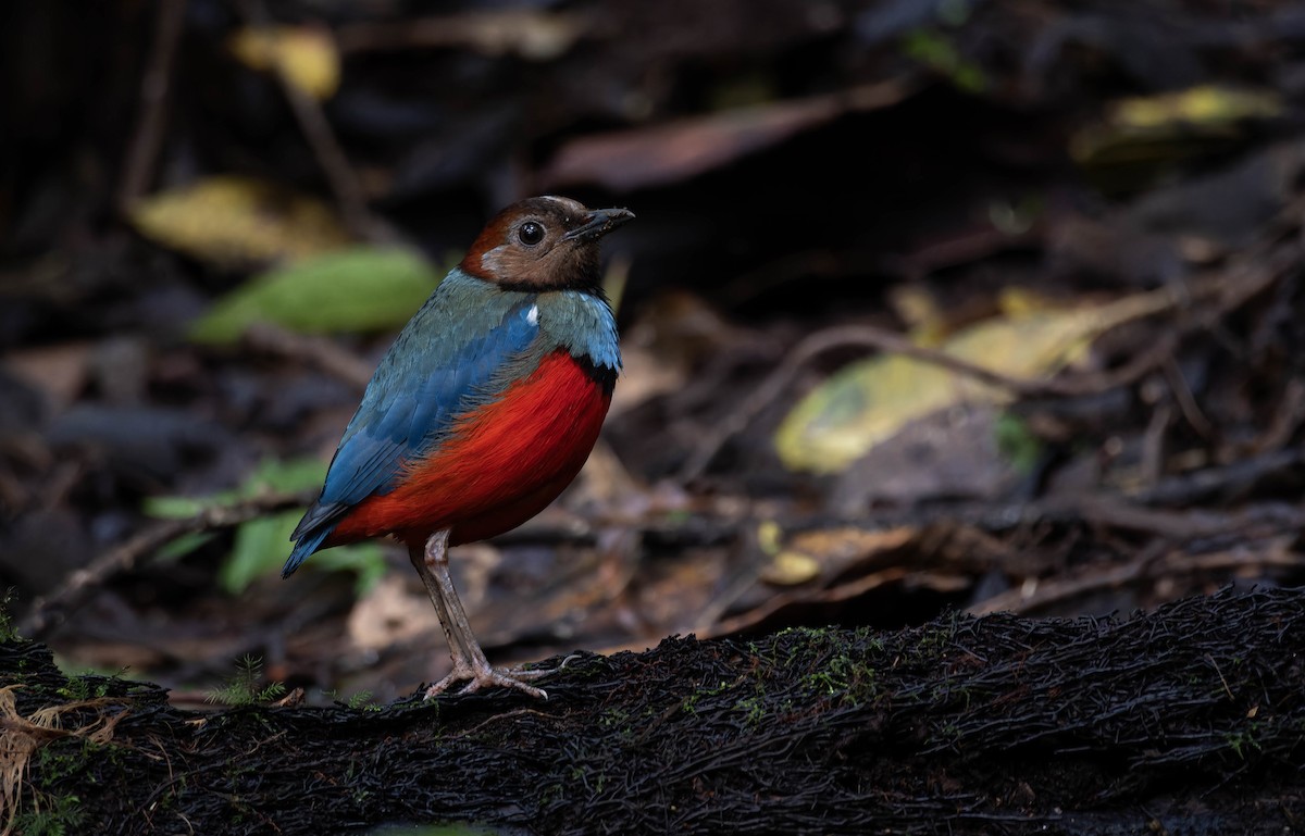 Sulawesi Pitta (Sulawesi) - ML632832881