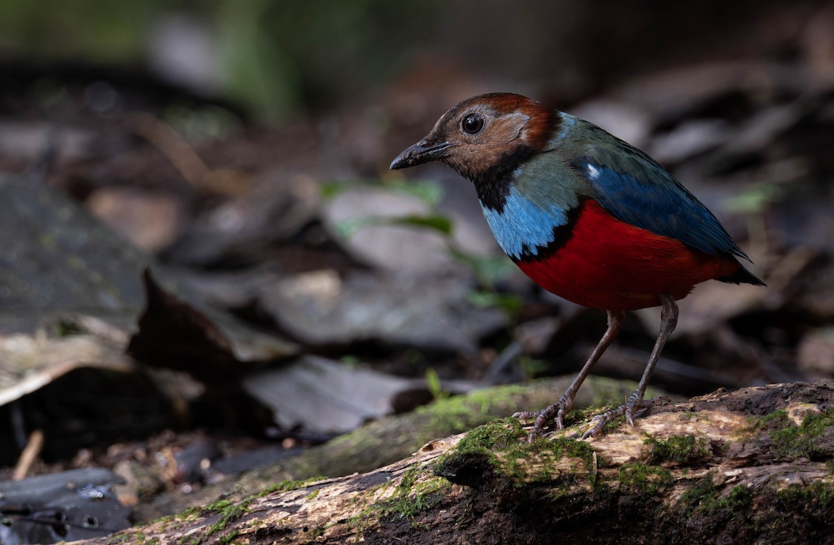 Sulawesi Pitta (Sulawesi) - ML632832888