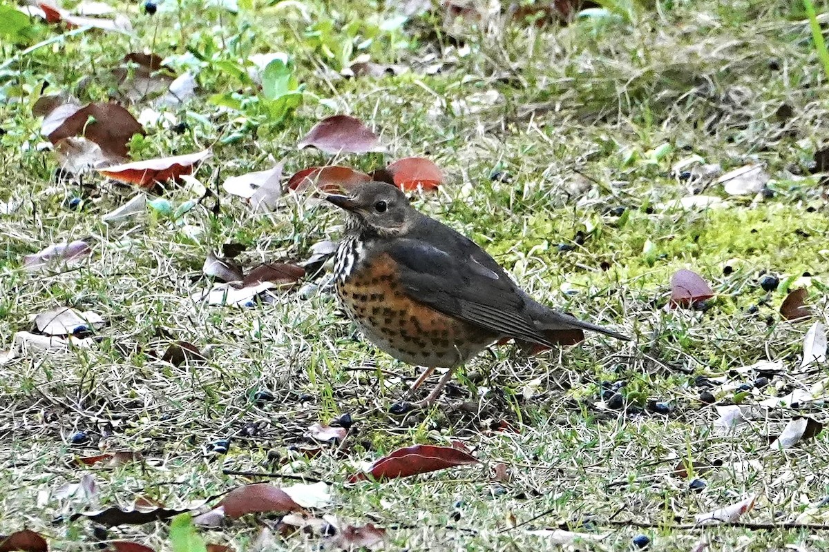 Japanese Thrush - ML632832936