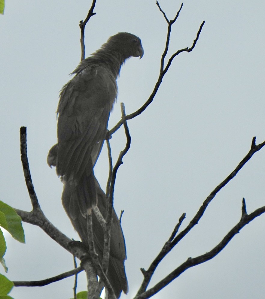 Seychelles Parrot - ML632832969