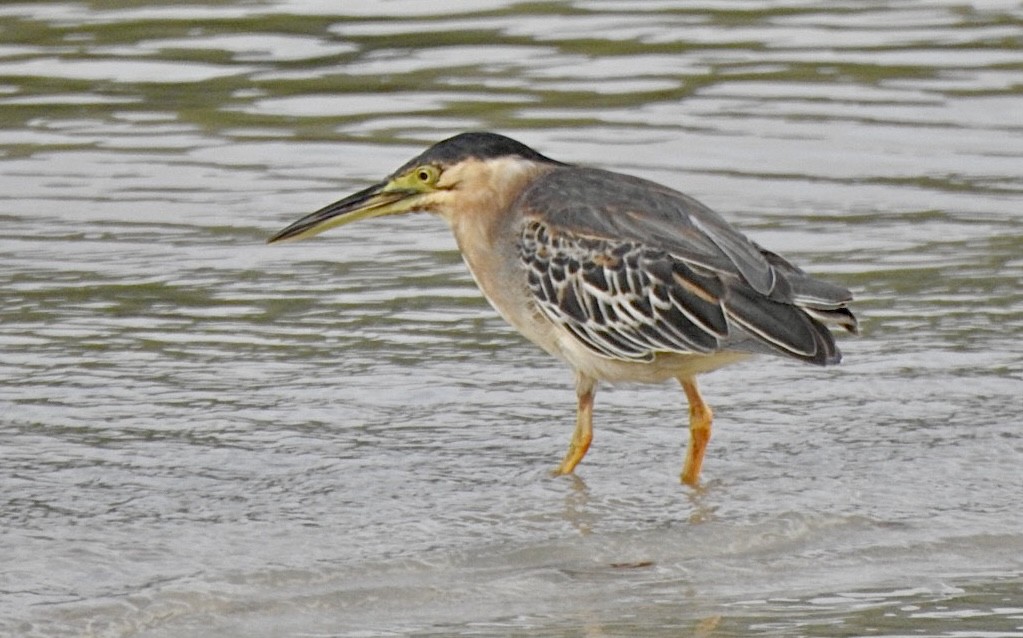 Striated Heron - ML632832978