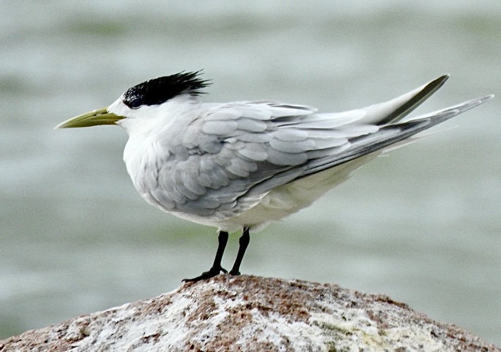 Great Crested Tern - ML632832998