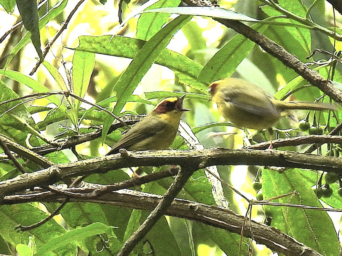 Golden-browed Warbler - ML632833031