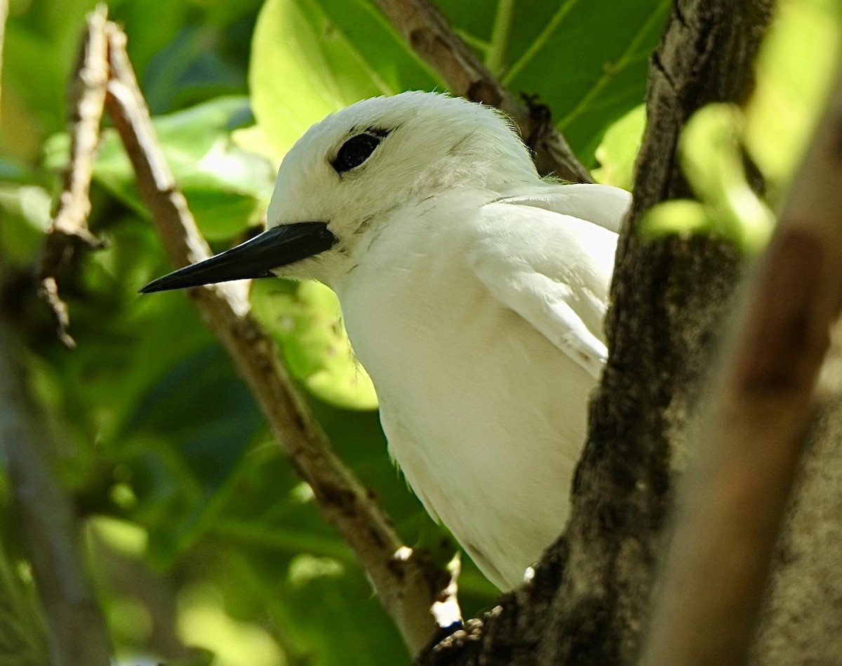 Charrán Blanco Pacífico - ML632833049