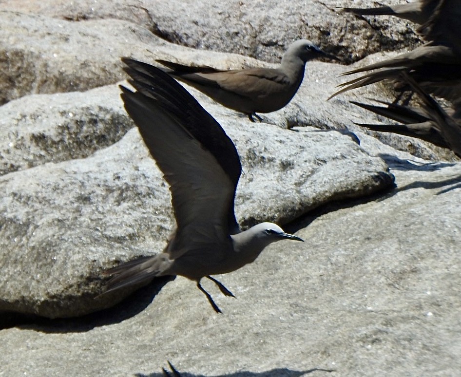 Tiñosa Boba - ML632833055