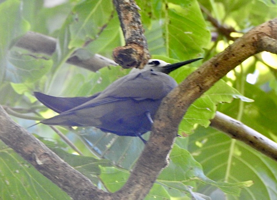 Tiñosa Picofina - ML632833061