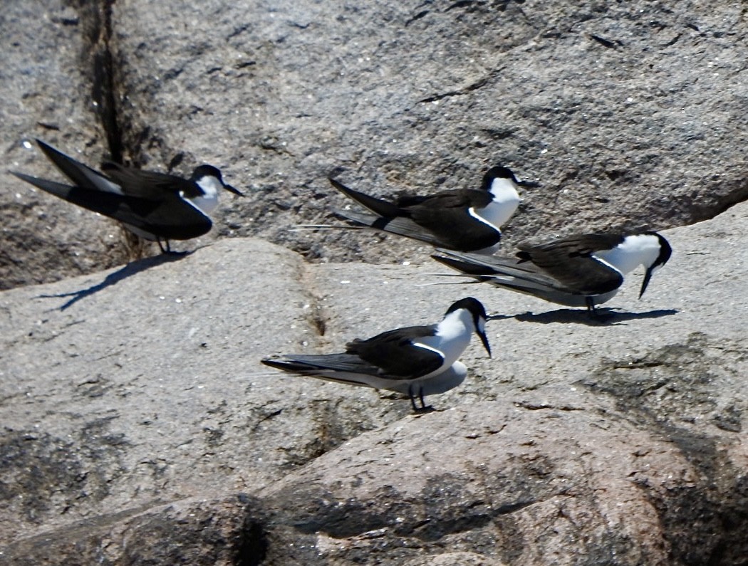 Charrán Sombrío - ML632833072