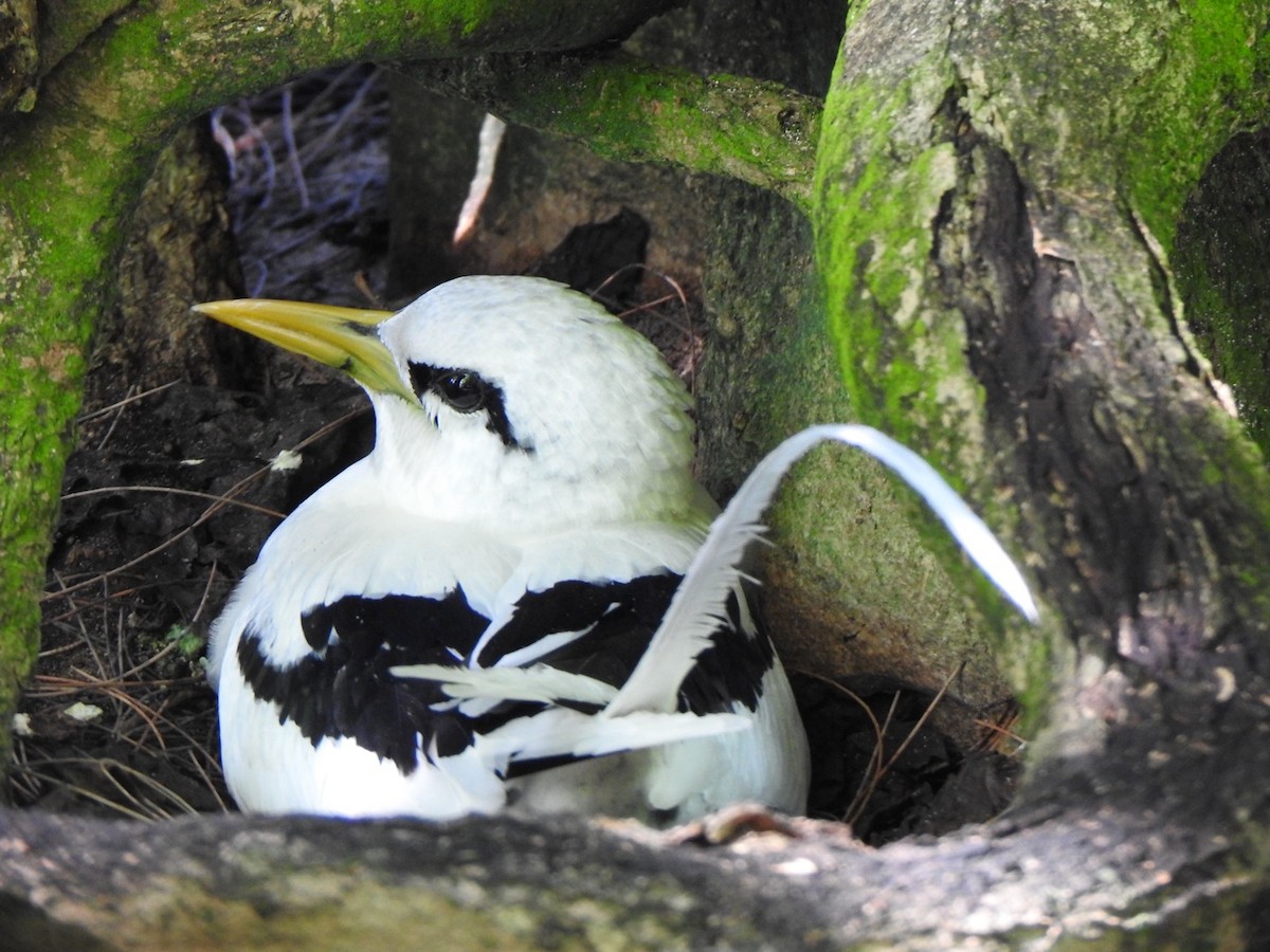 Rabijunco Menor - ML632833082