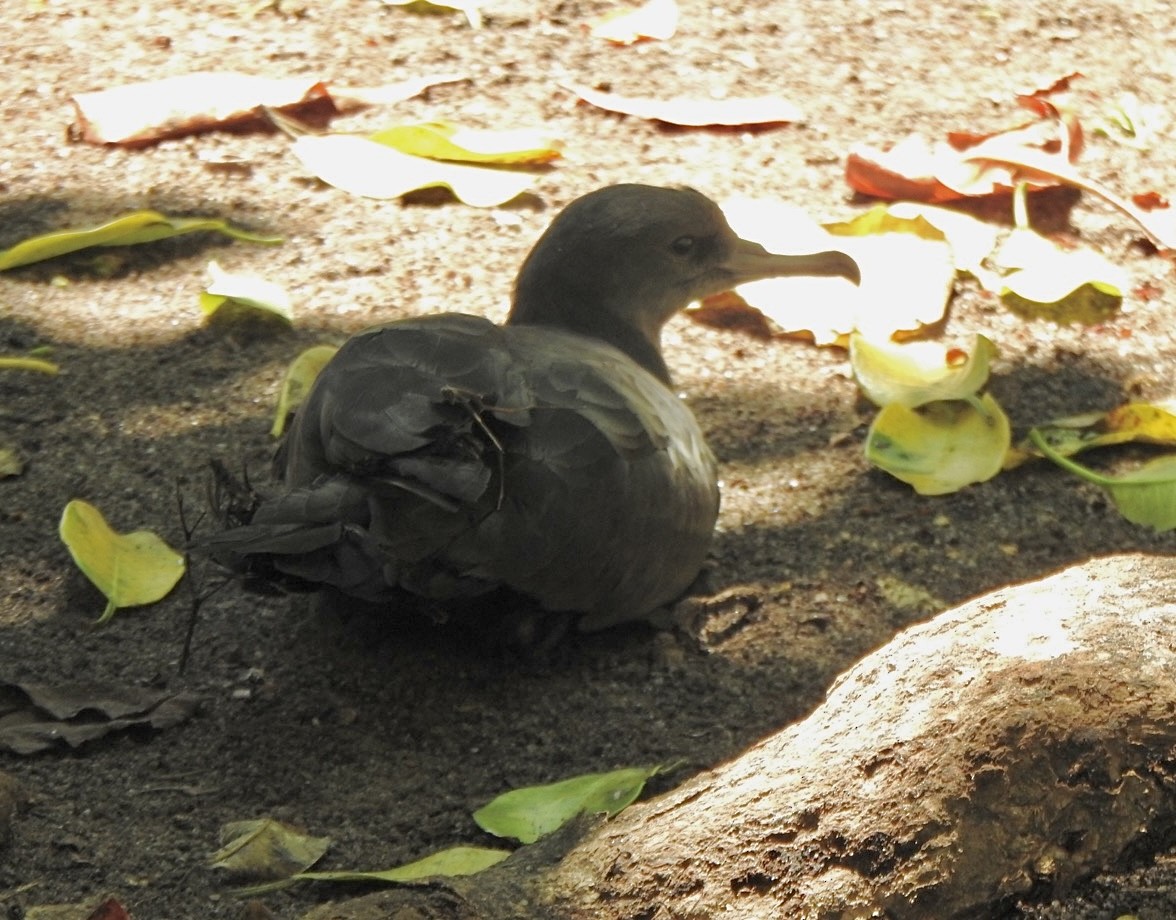 Pardela del Pacífico - ML632833089