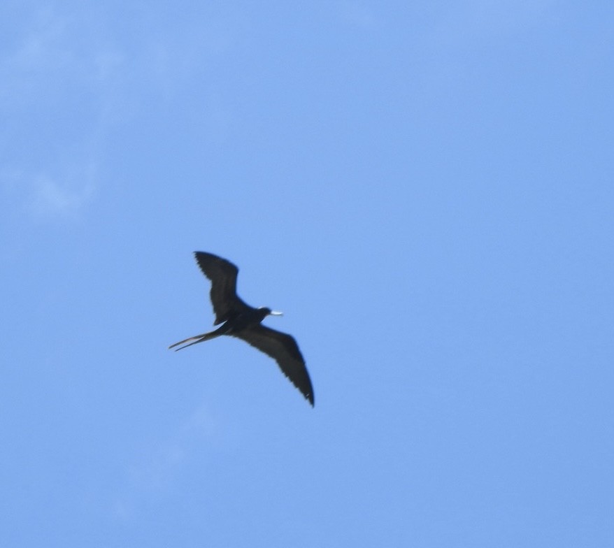 Rabihorcado Grande - ML632833095