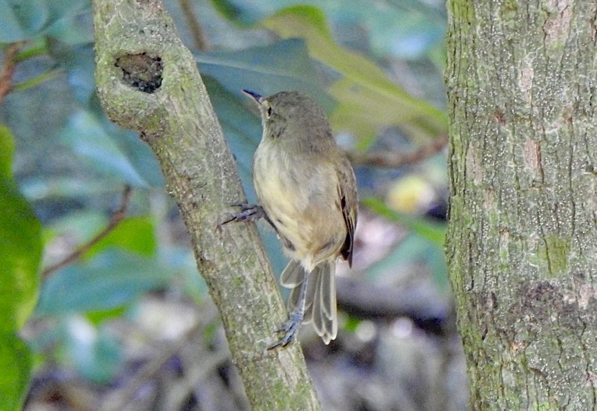 Rousserolle des Seychelles - ML632833103