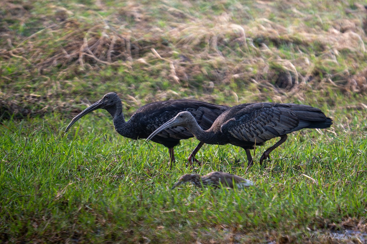 Giant Ibis - ML632833185