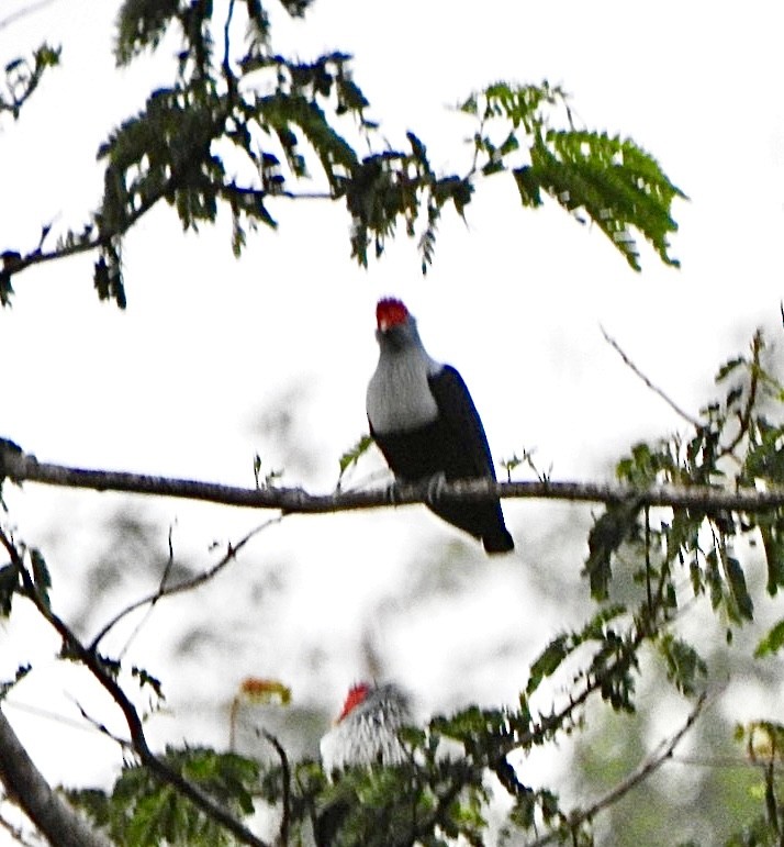 Seychelles Blue-Pigeon - ML632833197
