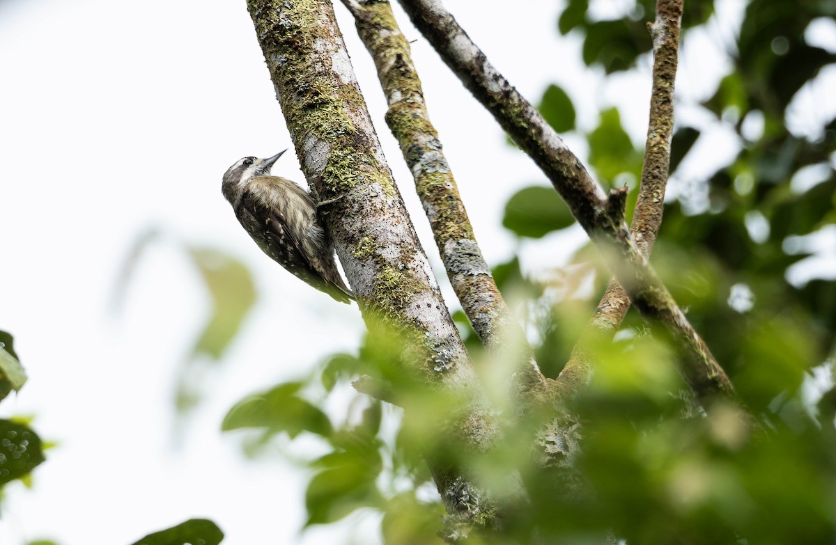 Sulawesi Pygmy Woodpecker - ML632833286