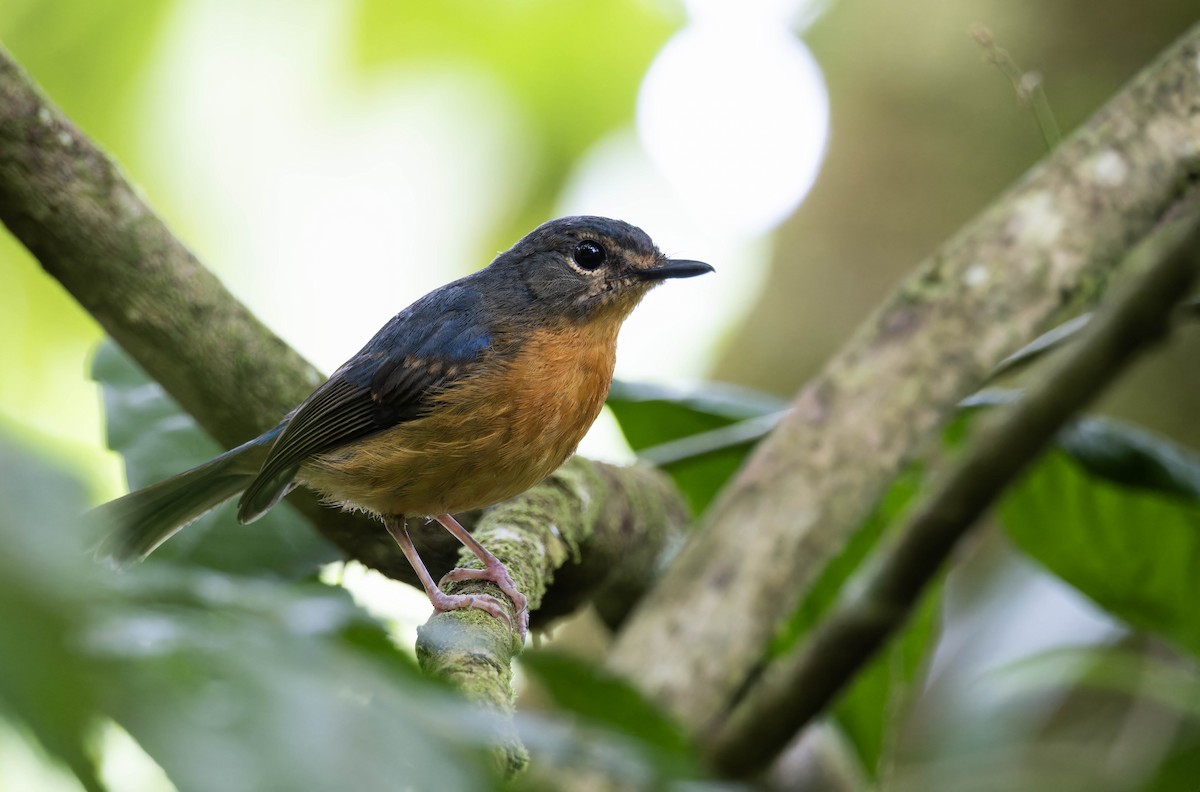 Sulawesi Blue Flycatcher - ML632833290